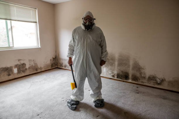 Best Attic Mold Removal  in Ocean Ridge, FL